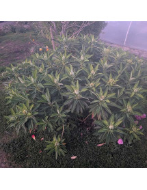 Euphorbia Roundway Titan Langthorns Seedling (1.5lt)