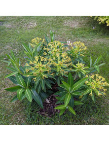Euphorbia Roundway Titan (3lt)
