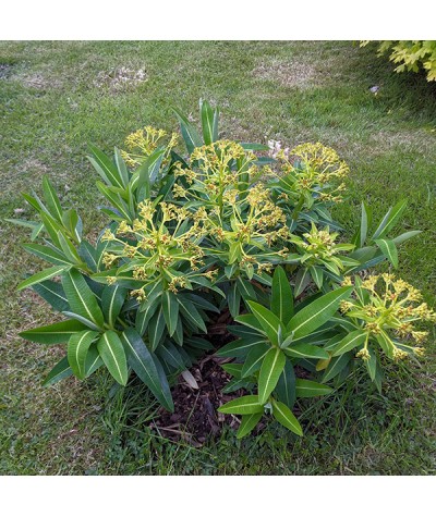 Euphorbia Roundway Titan (3lt)