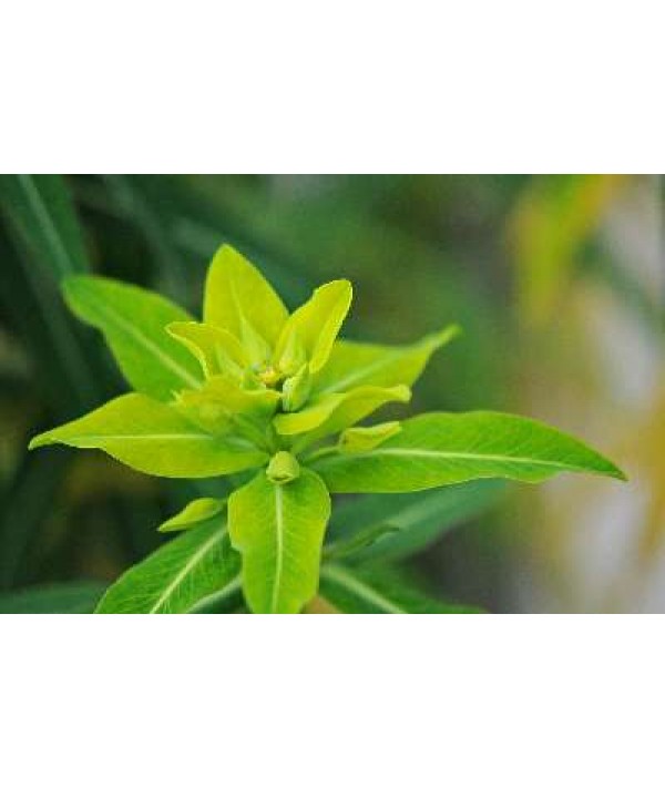 Euphorbia schillingii (1.5lt)