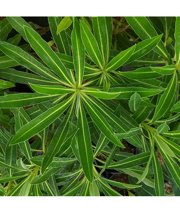 Euphorbia x pasteurii Skinny Bere (2lt)
