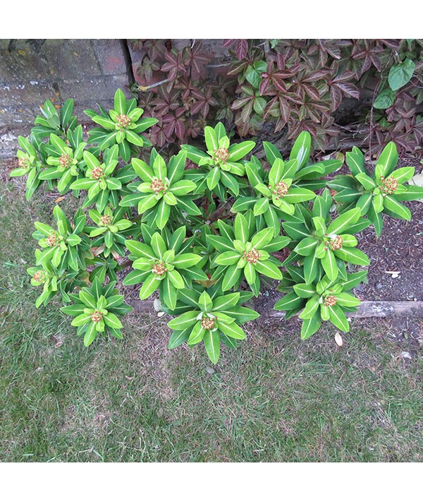 Euphorbia stygiana (1lt)