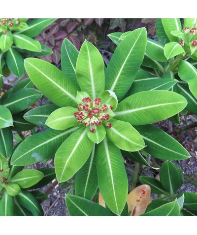 Euphorbia stygiana (1lt)
