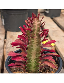 Euphorbia trigona f. rubra (1lt)