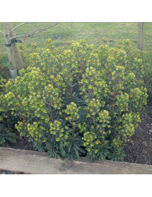 Euphorbia Whistleberry Garnet (3lt) Euphorbia Whistleberry Garnet (3lt)