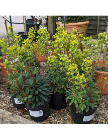 Euphorbia Whistleberry Garnet (3lt) Euphorbia Whistleberry Garnet (3lt)