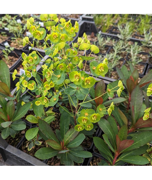 Euphorbia Whistleberry Garnet (2lt)