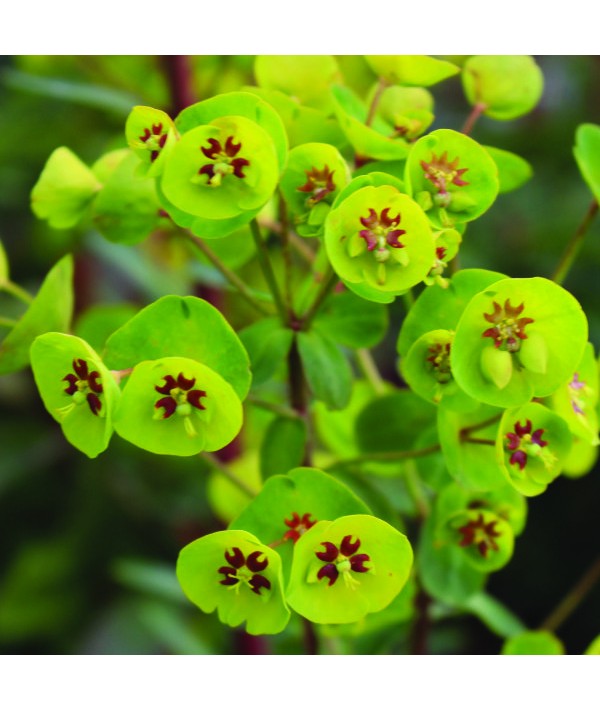 Euphorbia Whistleberry Garnet (3lt)