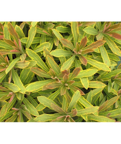 Euphorbia x martinii Ascot Rainbow                                                                            (1lt)
