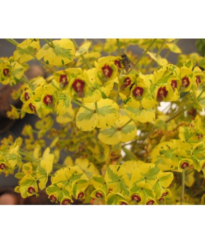 Euphorbia x martinii Ascot Rainbow                                                                            (1lt)