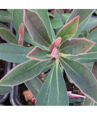 Euphorbia x martinii Rudolph (1lt)