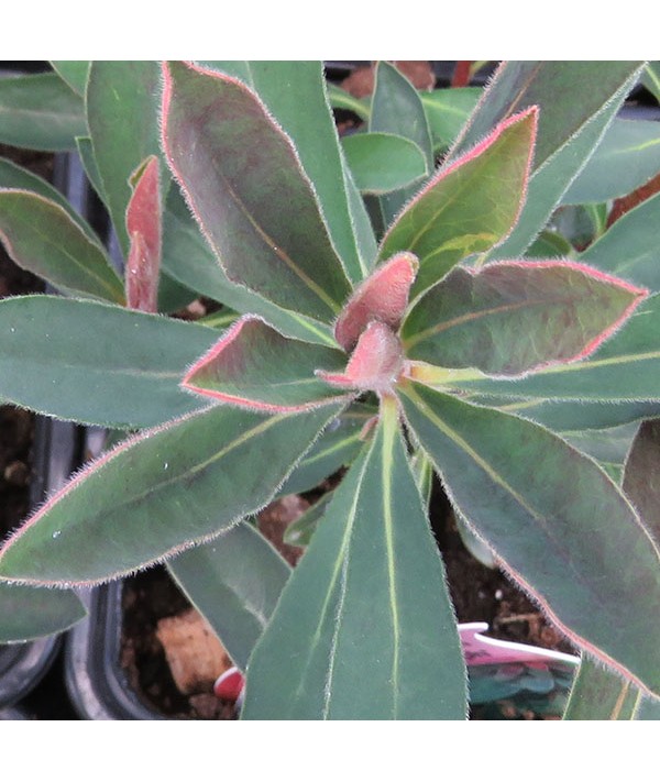 Euphorbia x martinii Rudolph (1lt)