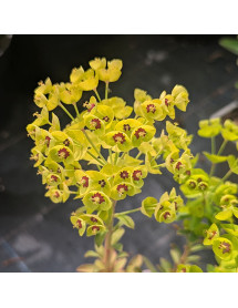 Euphorbia x martinii Tiny Tim (1lt)