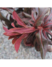 Euphorbia x martinii Walbertons Ruby Glow (3lt)