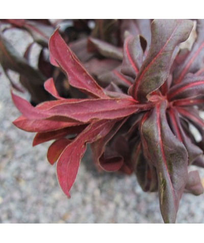 Euphorbia x martinii Walbertons Ruby Glow (1lt)