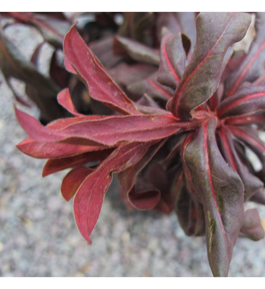 Euphorbia x martinii Walbertons Ruby Glow (3lt)