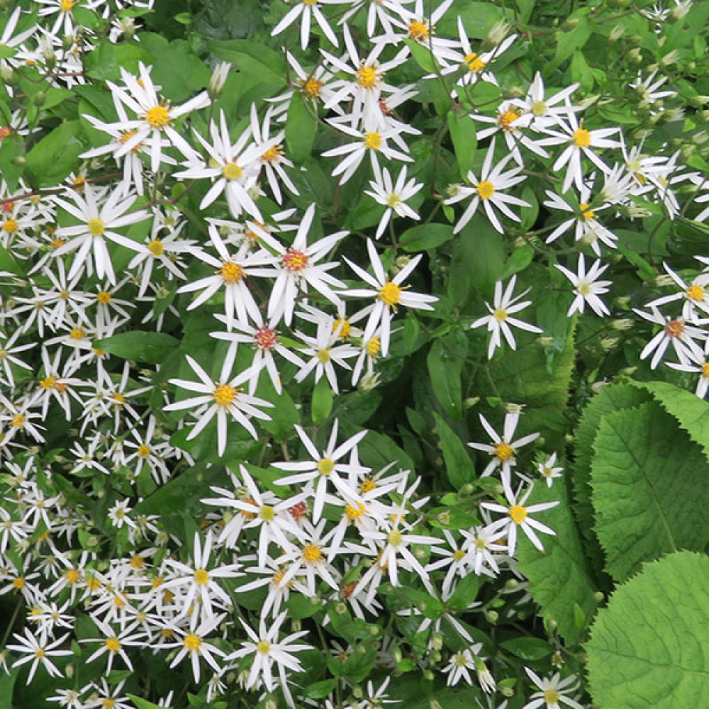 Aster divaricatus (3lt)