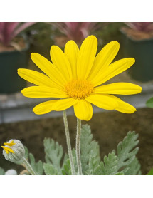 Euryops pectinatus (1lt)