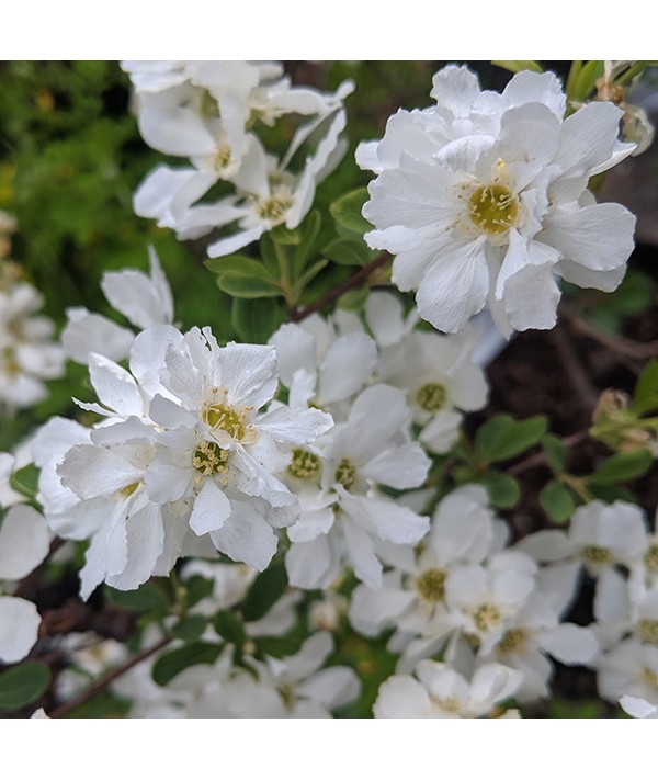 Exochorda x macrantha The Bride (Trellis) (20lt)