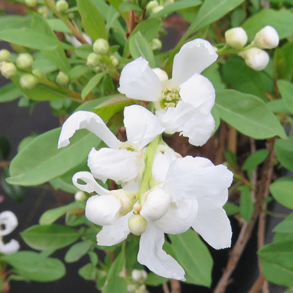 Exochorda racemosa Niagara (3lt)