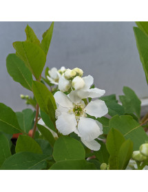 Exochorda racemosa Magical Springtime (3lt)