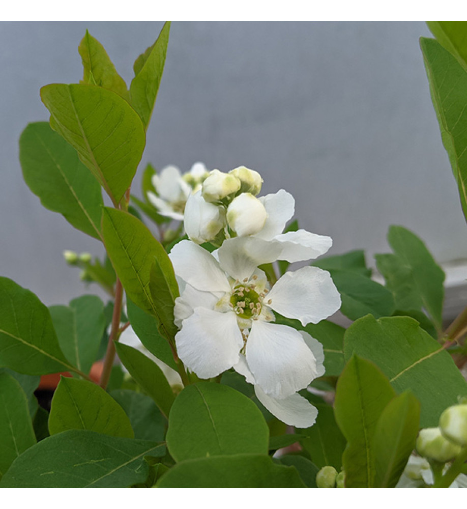 Exochorda racemosa Magical Springtime (3lt)