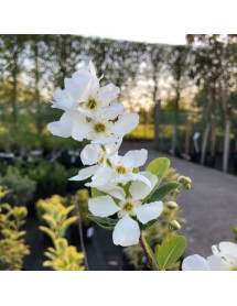 Exochorda serratifolia Snow White (10lt)