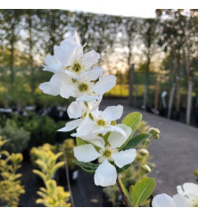 Exochorda serratifolia Snow White (10lt)