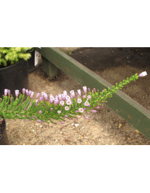 Fabiana imbricata violacea (0.8lt)