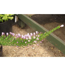 Fabiana imbricata violacea (0.8lt)