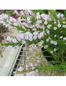 Fabiana imbricata violacea (0.8lt)