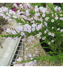 Fabiana imbricata violacea (0.8lt)
