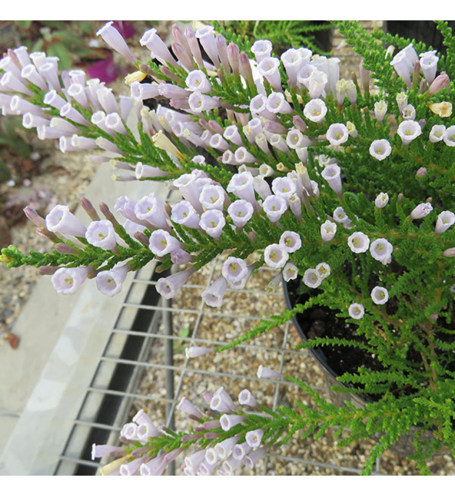 Fabiana imbricata violacea (0.8lt)