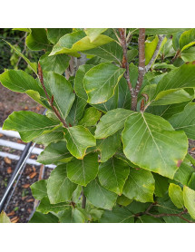 Fagus sylvatica Dawyck (7lt)