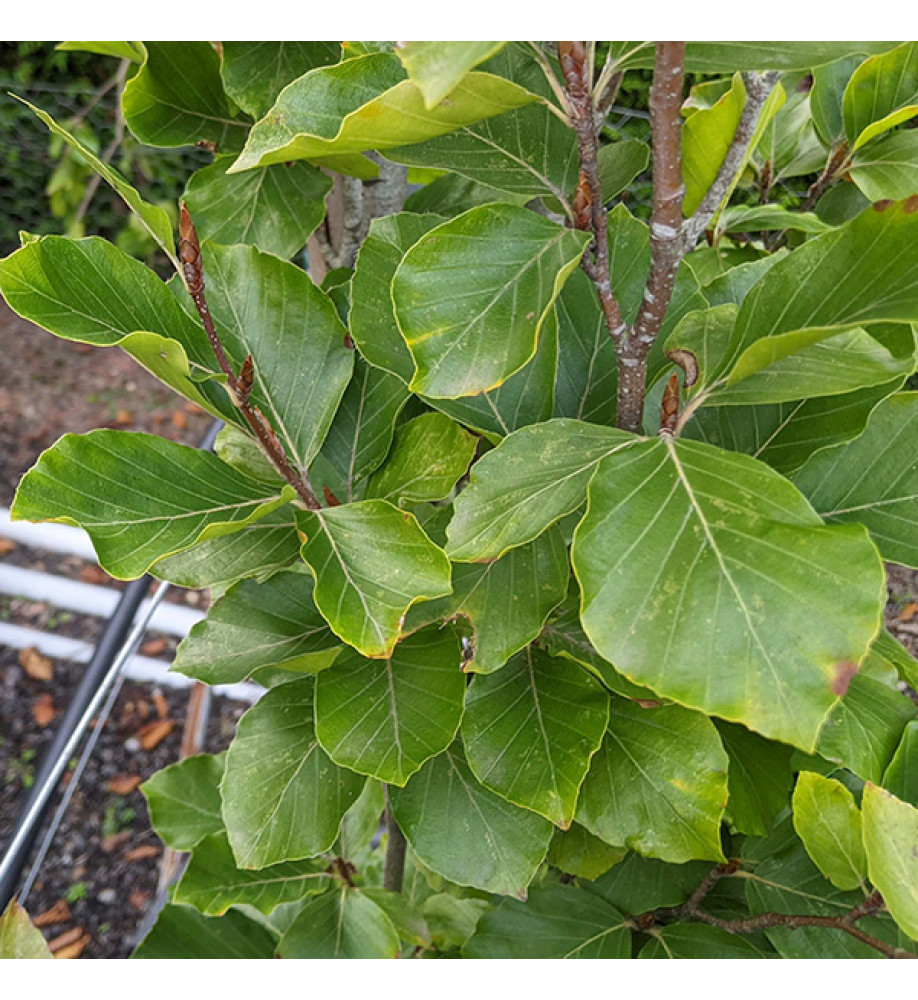 Fagus sylvatica Dawyck (7lt)