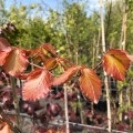 Fagus sylvatica Atropurpurea (bare root)