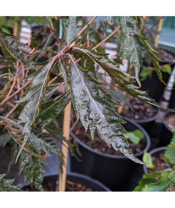 Fagus sylvatica Midnight Feather (AKA: Black Rianne) (12lt)