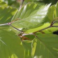 Fagus sylvatica (100-125cm bare root)