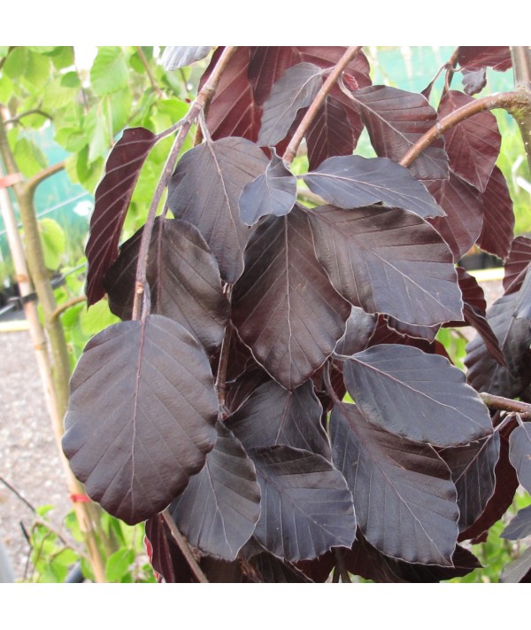 Fagus sylvatica Purple Fountain (12lt)