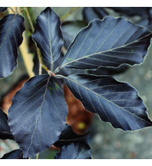 Fagus sylvatica Riversii (20lt) Fagus sylvatica Riversii (20lt)