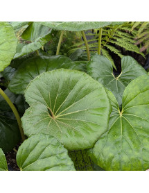 Farfugium japonicum var. giganteum (3lt) Farfugium japonicum var. giganteum (3lt)