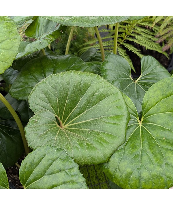 Farfugium japonicum var. giganteum (3lt)