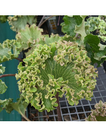 Farfugium japonicum Wavy Gravy (1.5lt) Farfugium japonicum Wavy Gravy (1.5lt)