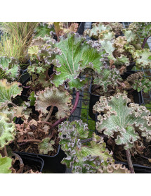 Farfugium japonicum Wavy Gravy (1.5lt) Farfugium japonicum Wavy Gravy (1.5lt)