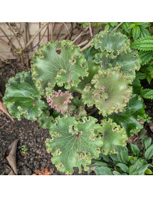 Farfugium japonicum Wavy Gravy (1.5lt)