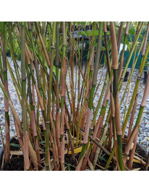 Fargesia robusta Asian Wonder (5lt)