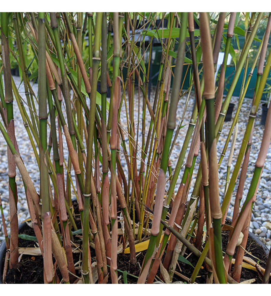 Fargesia robusta Asian Wonder (5lt)