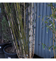 Fargesia robusta Campbell (10lt) Fargesia robusta Campbell (10lt)