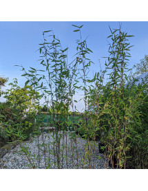 Fargesia demissa Gerry (AKA:Black Dragon)(5lt) Fargesia demissa Gerry (AKA:Black Dragon)(5lt)