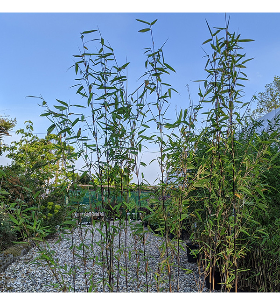 Fargesia demissa Gerry (AKA:Black Dragon)(5lt)